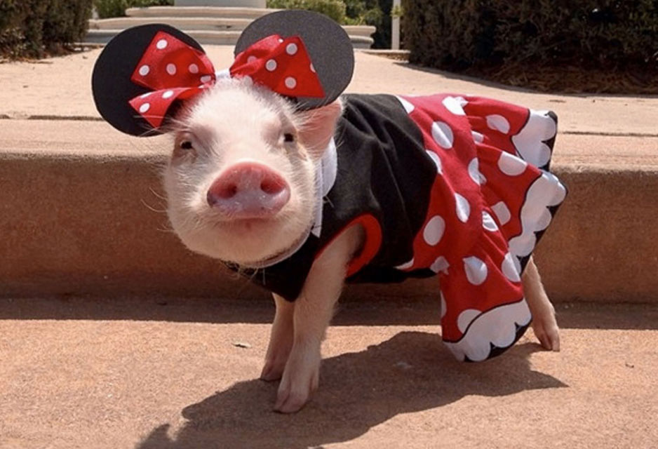 Priscilla Pig