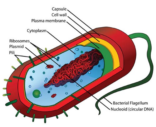 Prokaryote