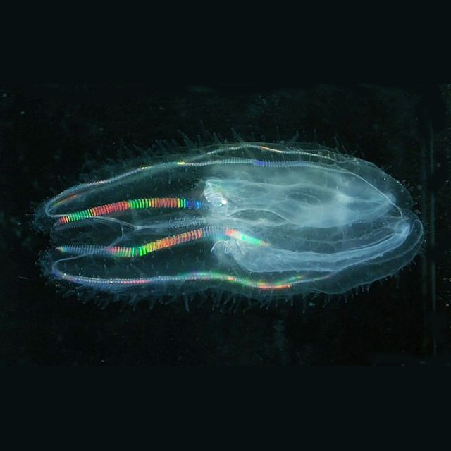 Rainbow Glow Comb Jelly