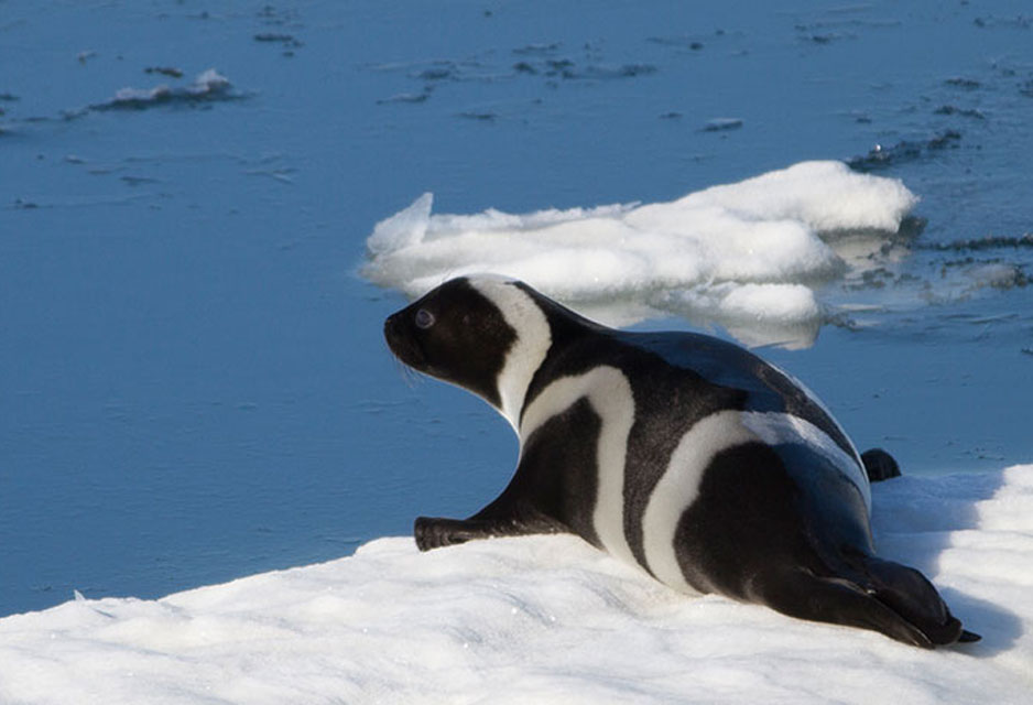 Ribbon Seals Live There