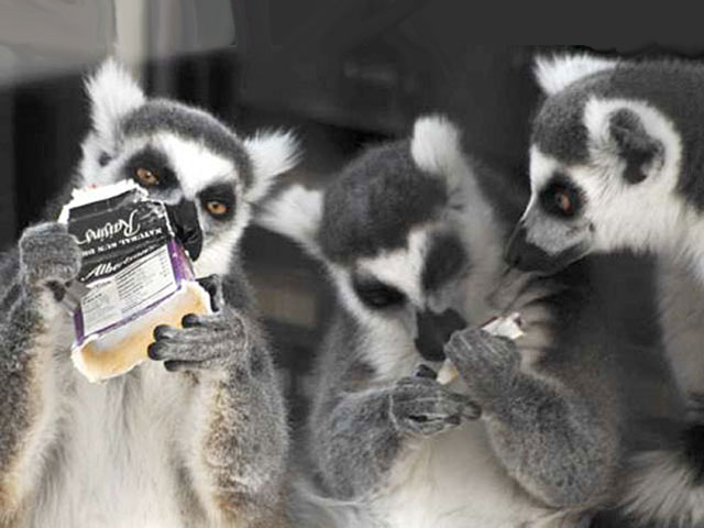 Ring-Tailed Lemurs