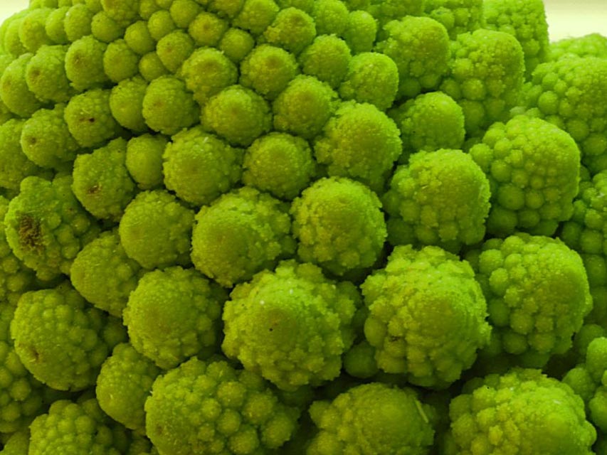 Romanesco Closeup