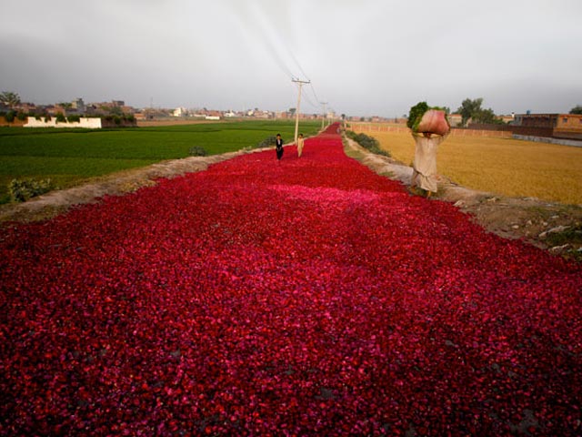 Rose Petal Road