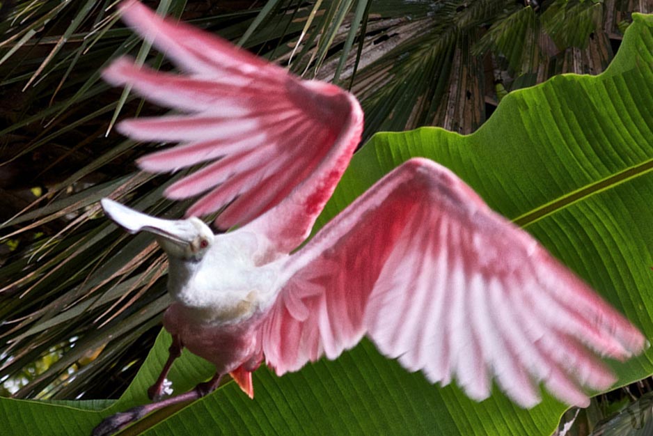 Roseate Spoonbill