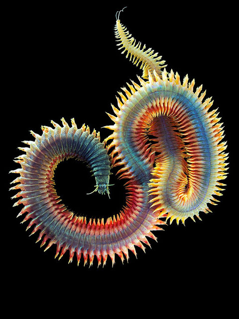 Sand Worm