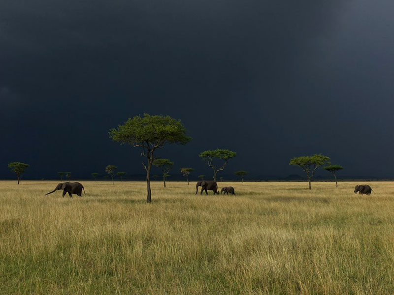 Serengeti Elephants