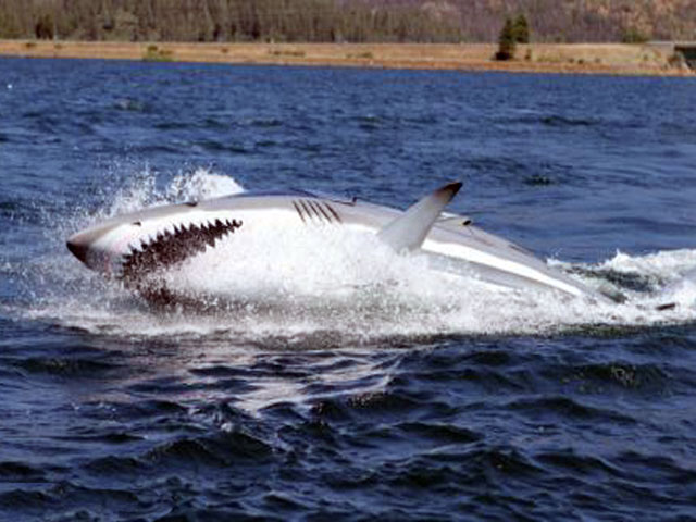 Shark in Whiskeytown