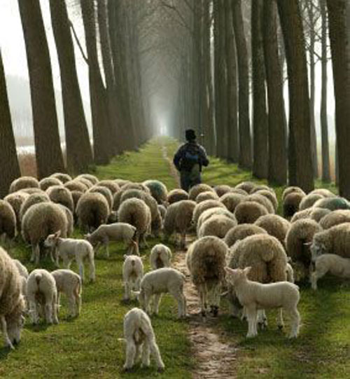 The Sheep Hear the Shepherd