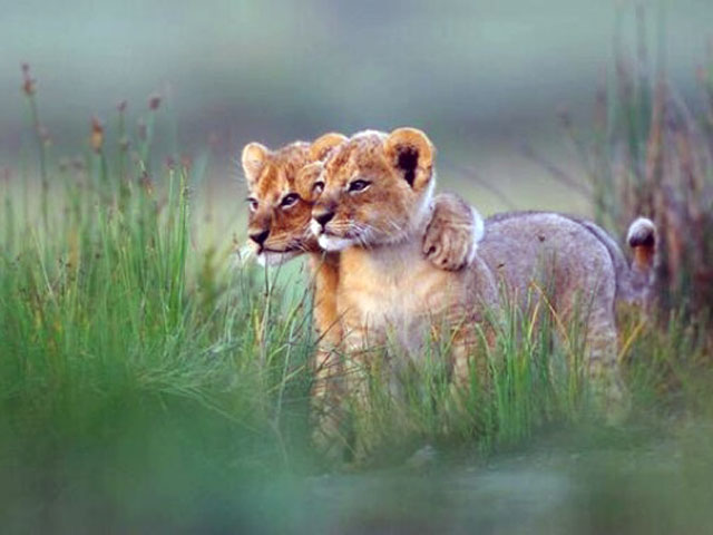 Siblings on the African Savannah