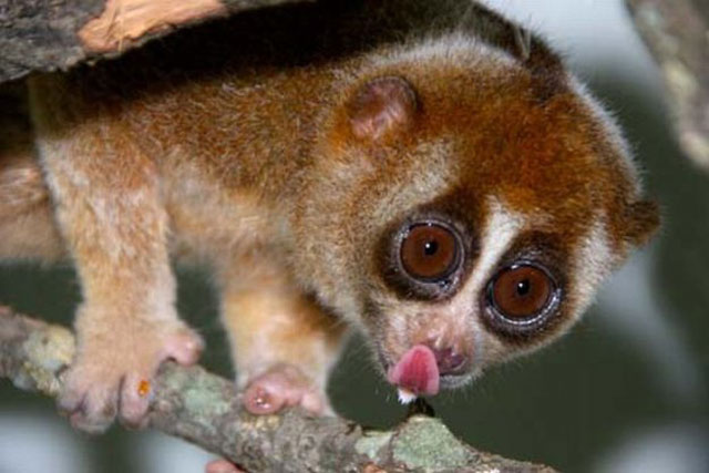 This Loris Is Slow