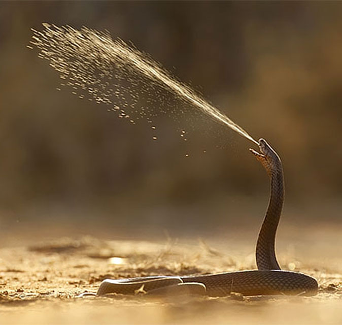 Mozambique Spitting Cobra