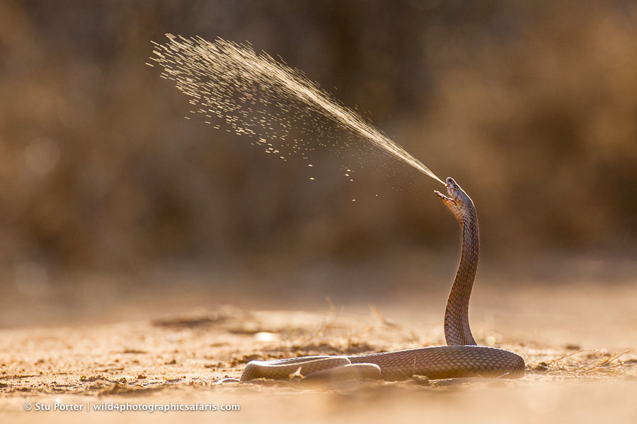 Mozambique Spitting Cobra