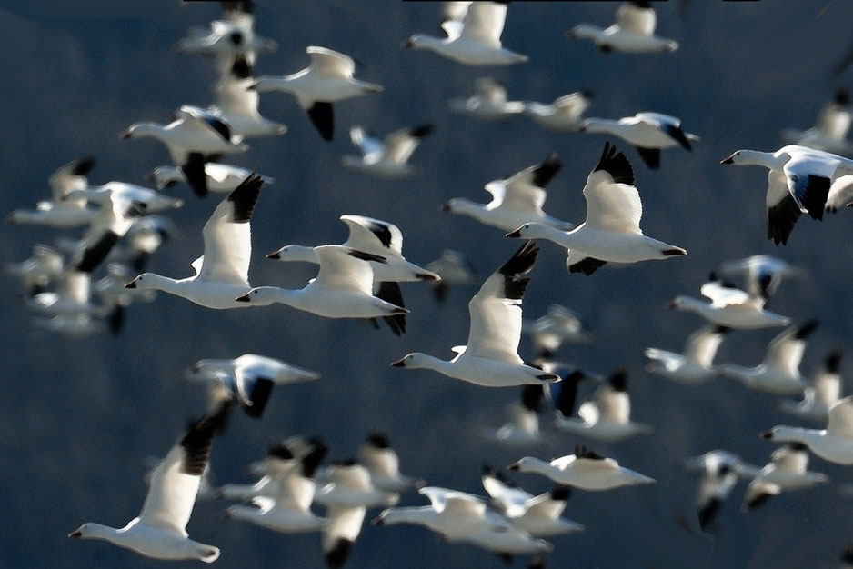 Snow Geese