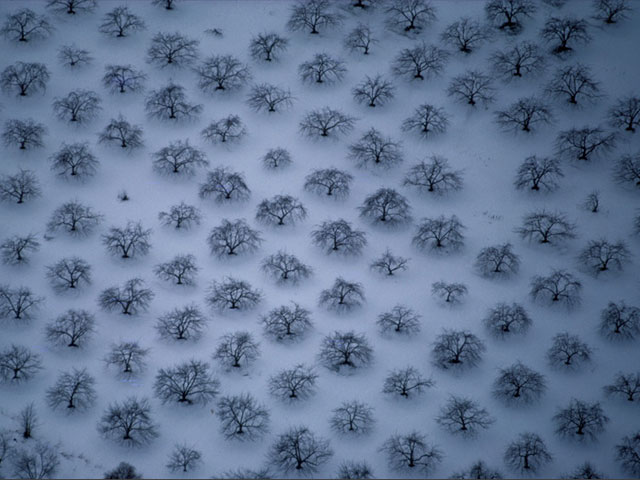 Snowy American Orchard