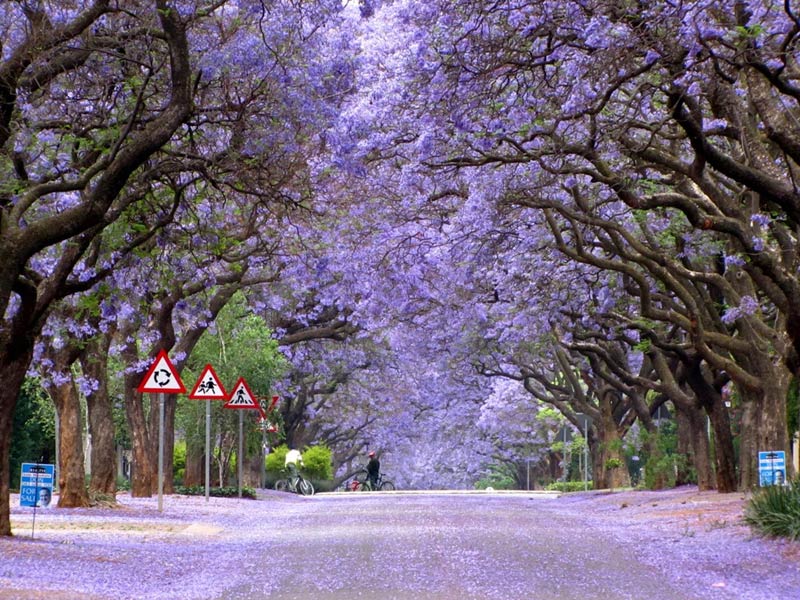 Jacarandas in Brooklyn, Pretoria