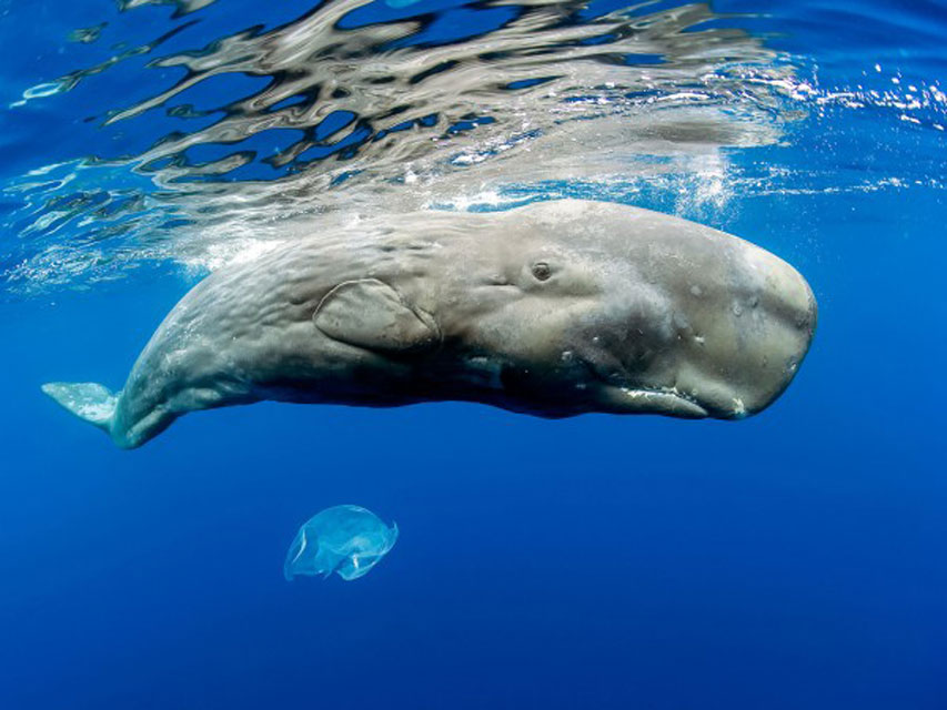 Sperm Whale