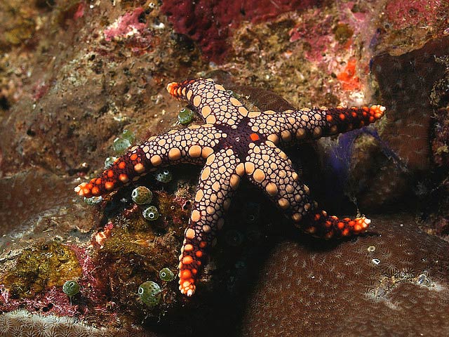 Sea Star