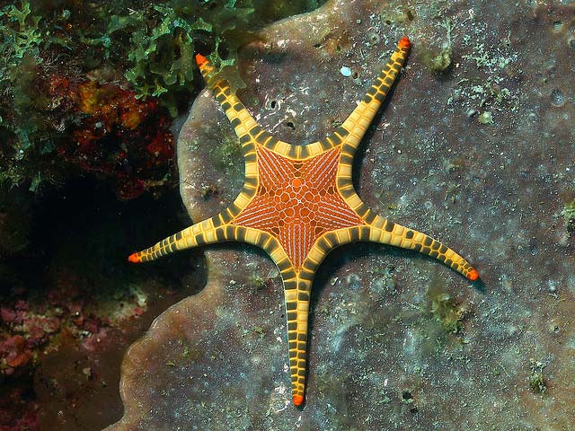 Sea Star