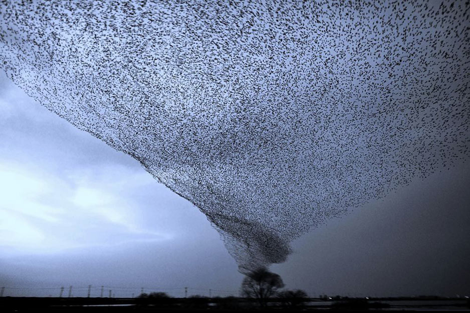 A Living Tornado