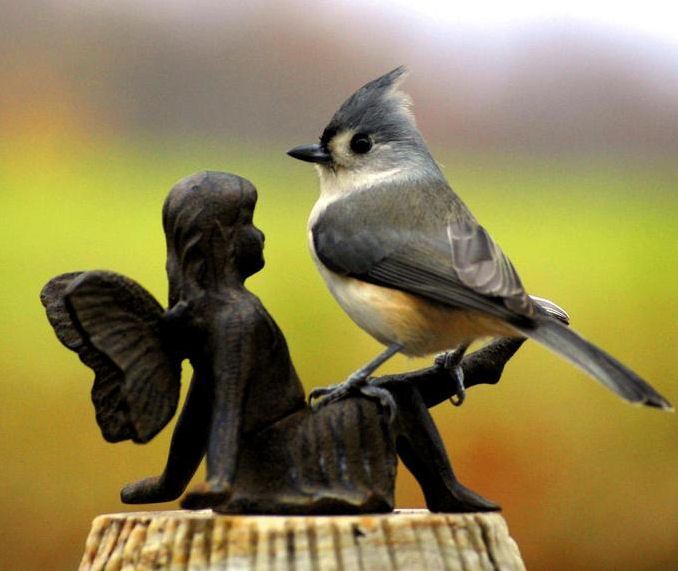 Titmouse