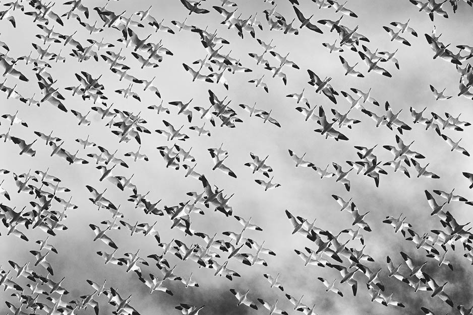 Still More Snow Geese