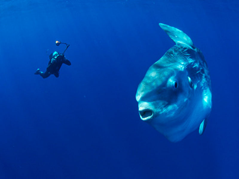 Diving Buddies