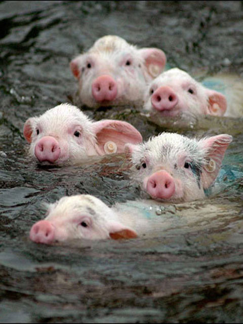 Swimming Pigs