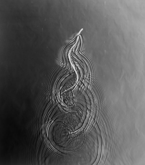 Swimming Snake