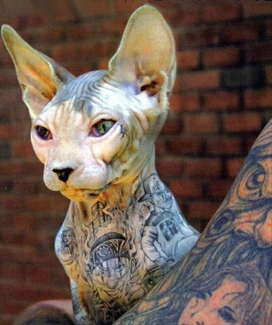 Tattooed Sphynx