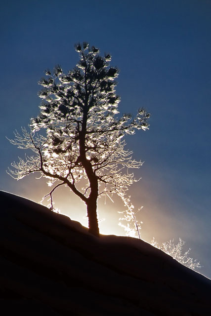 Backlit Zion Tree