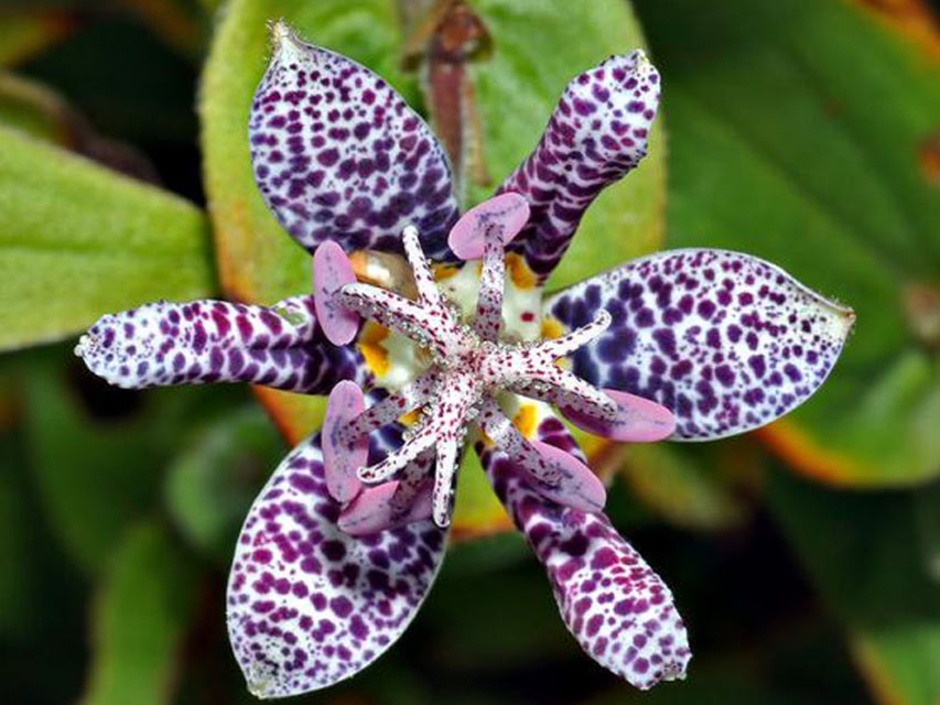 Toad Lily