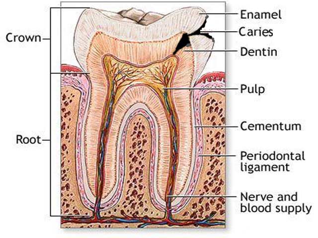 Tooth Anatomy