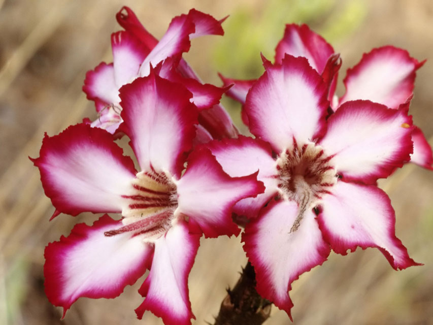 Impala Lily