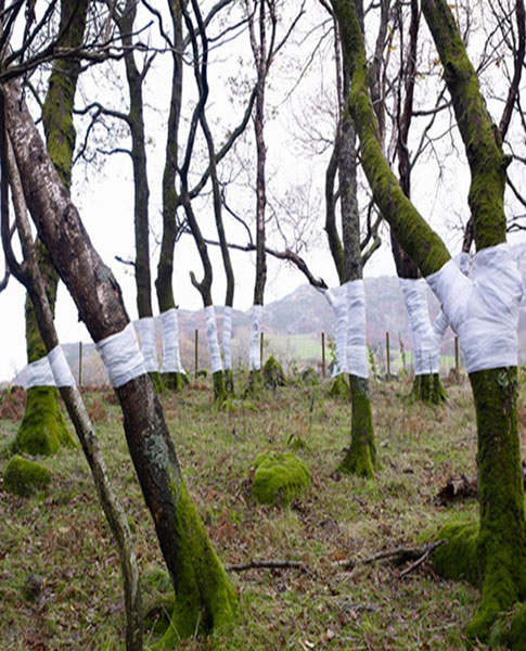 Cadair, Oak 2010