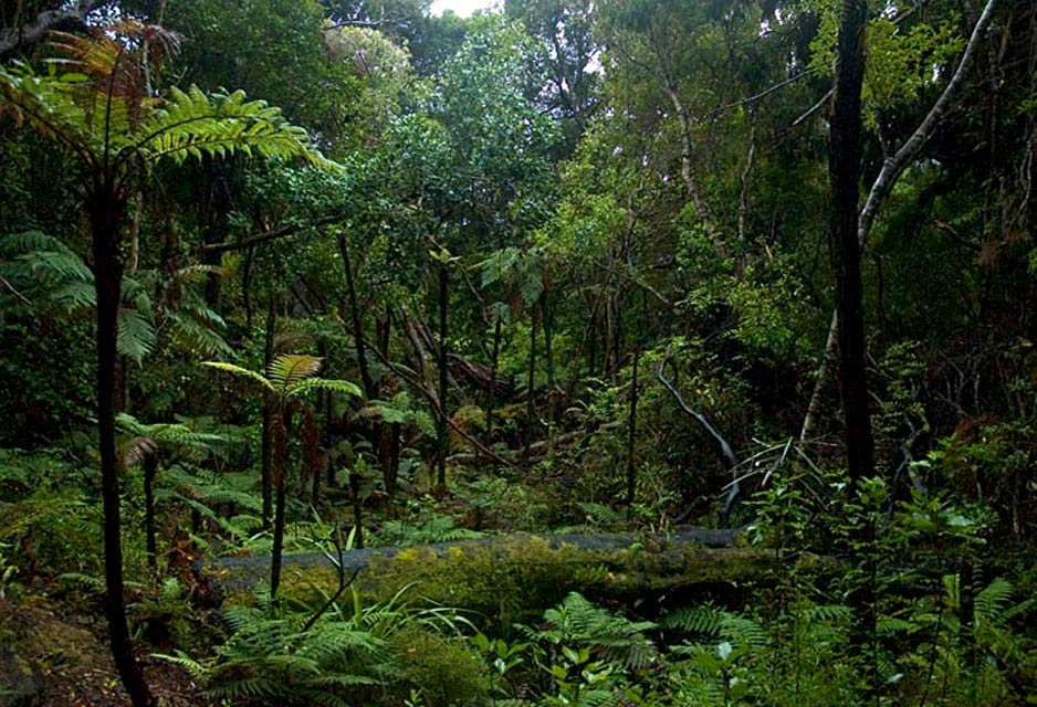 Ulva Island, New Zealand