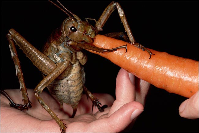 Weta