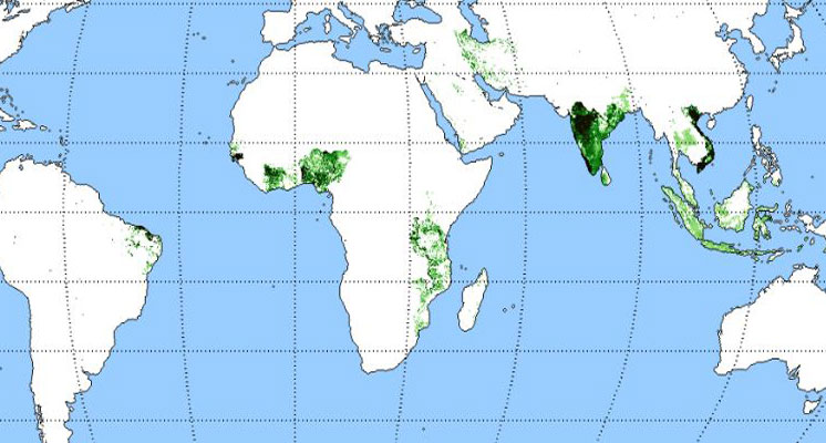 Where Cashews Are Grown