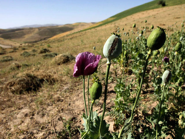 Who Really Profits from Poppies?