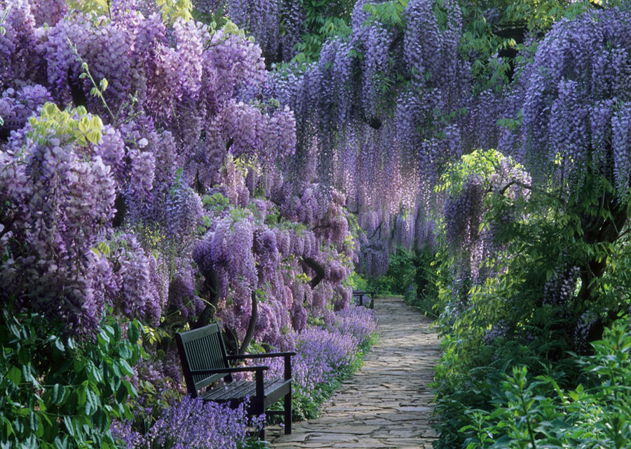 Wisteria Walk