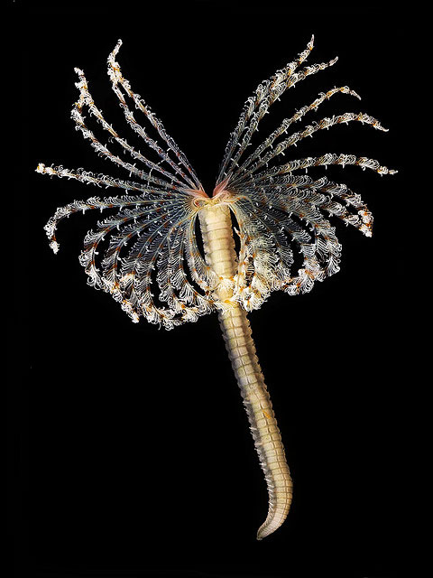 Feather Duster Worm